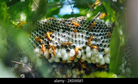 Cellule esagonali con larva di comune vespa gialla o Ropalidia marginata. Centro esposto del nido della vespa con i grubs visibili, nelle fasi iniziali della costruzione Foto Stock