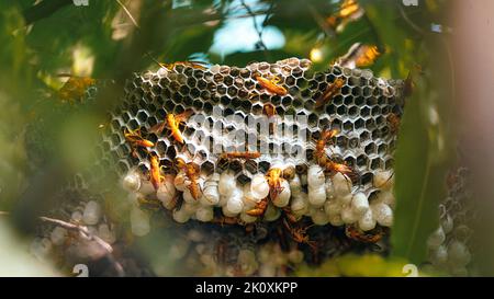 Primo piano colpo di vespa gialla o ropalidia marginata insetti mortali con grande alveare e uova bianche su un grande ramo di albero. Foto Stock