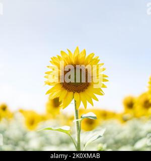 Un bel girasole alla calda luce del sole su un prato estivo. Girasole cresce in un campo villaggio. Suggestiva carta da parati estiva, spazio copia. Retroilluminata. Foto Stock