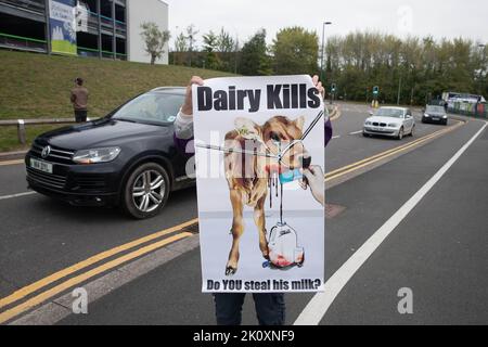 International Centre, Telford, Shropshire 14th settembre 2022. Attivisti del gruppo per i diritti degli animali Animal Justice Project protestando al UK Dairy Day uno dei più grandi eventi nel settore lattiero-caseario agricolo tenutosi nel Regno Unito. Credit Tim Scrivener/Alamy Live News Foto Stock