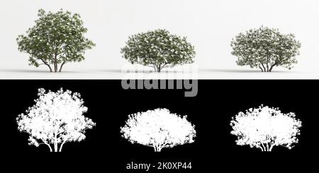 3D illustrazione di Rhododendron pulchrum fiore bianco isolato su bianco e la sua maschera Foto Stock