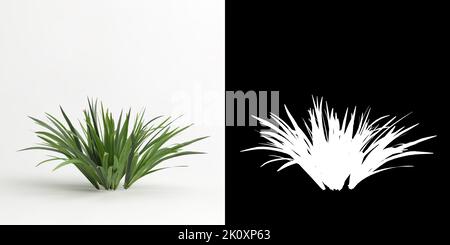 3D illustrazione dell'albero di Acorus calamus isolato su bianco e la sua maschera Foto Stock