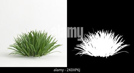 3D illustrazione dell'albero di Acorus calamus isolato su bianco e la sua maschera Foto Stock