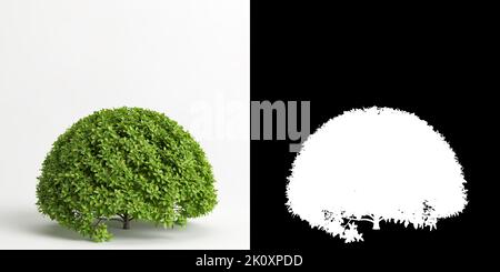 3D illustrazione di Ficus microcarpa foglie dorate albero isolato su bianco e la sua maschera Foto Stock