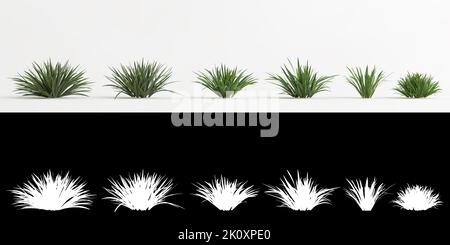 3D illustrazione dell'albero di Acorus calamus isolato su bianco e la sua maschera Foto Stock