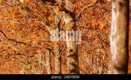 Sfondo autunnale e fogliare. Arriva l'autunno, le foglie di sicomoro si trasformano dal verde al marrone, dal giallo al rosso Foto Stock