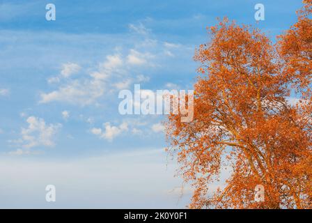 Sfondo autunnale e fogliare. Sycamore marrone, arancio, giallo e rosso foglie al tramonto (con spazio copia) Foto Stock