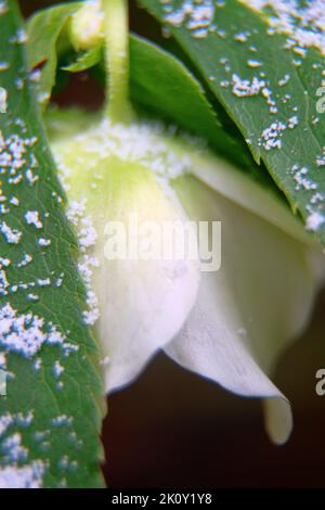 Il fiore di Natale (Helleboro) è raffigurato in primo piano. Questo fiore insolito fiorisce in inverno Foto Stock