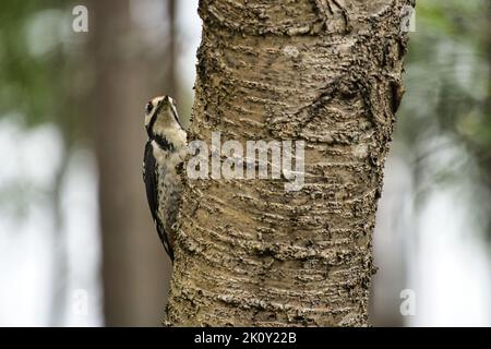 Grande picchio macchiato che si fora nella foresta su un albero con sfondo sfocato. Animale sparato dalla natura Foto Stock