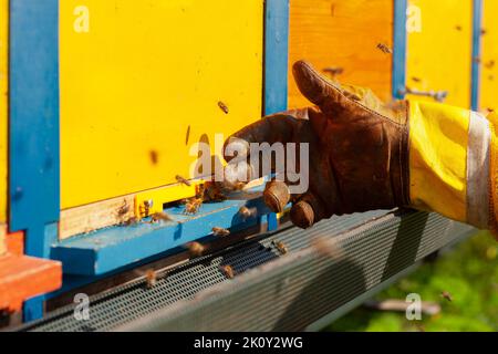 Apicoltore mano nel guanto vicino alle orticaria tra le api volanti Foto Stock