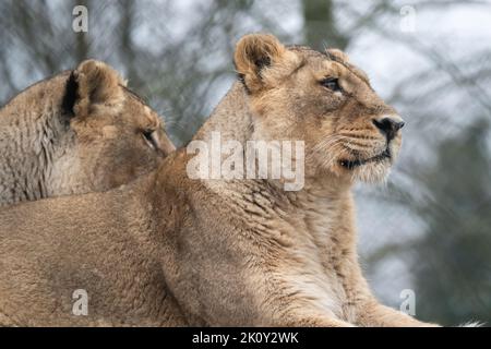 Lionesses che guarda fuori. Sfondo sfocato Foto Stock
