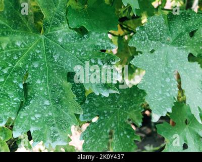 Foglie di vite di uva trattate chimicamente con solfato di rame o miscela di Bordeaux per la prevenzione delle malattie delle piante, primo piano Foto Stock