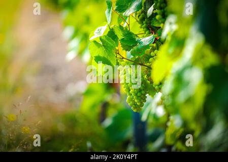 Giovane uva gamay di Beaujolais con luci del mattino in Francia Foto Stock