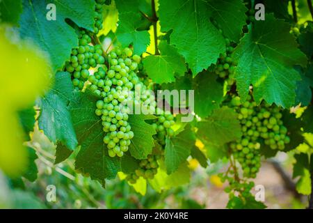 Giovane uva gamay di Beaujolais con luci del mattino in Francia Foto Stock