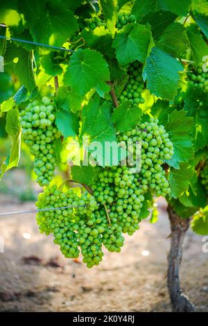 Giovane uva gamay di Beaujolais con luci del mattino in Francia Foto Stock