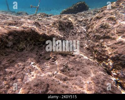 Il dascyllus (Dascyllus trimaculatus) detto damsel domino o semplicemente domino, è una specie di damselfie della famiglia Pomacentridae und Foto Stock