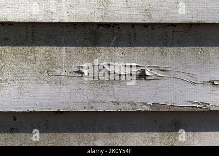 Vista ravvicinata della vernice che si stacca da un pannello di rivestimento con muffa alla luce del mattino presto. Foto Stock