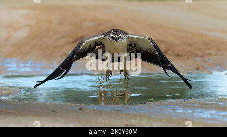 Aquila Martial (Polemaetus bellicosus) Kgalagadi Transfrontier Park, Sudafrica Foto Stock