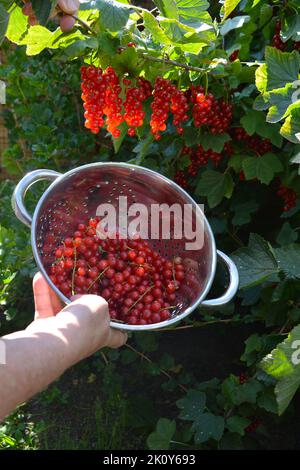 Donna che raccoglie idranti rossi maturi biologici, noti anche come Ribes rubrum Foto Stock