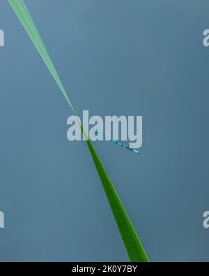 insetti, libellula, libellula blu fotografata sullo sfondo blu dell'acqua. Nel mezzo di una foresta vicino ad un lago Foto Stock