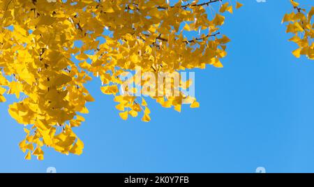Albero giallo di ginkgo su cielo blu in autunno con sfondo spazio copia. Foto Stock