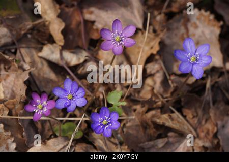 Epaticas multicolore su terreno coperto di foglie Foto Stock