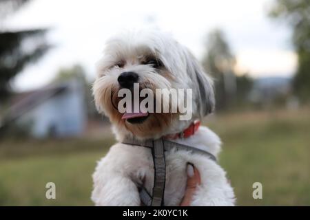 Un cane bianco felice Bichon Havanese con un guinzaglio tenuto dal suo proprietario Foto Stock