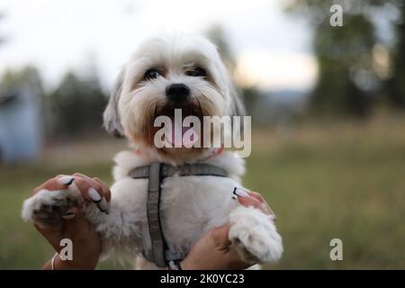 Un cane bianco felice Bichon Havanese con un guinzaglio tenuto dal suo proprietario Foto Stock