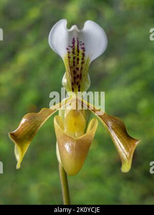 Primo piano di bella giallo e marrone fiore di lady slipper orchidea specie paphiopedilum gratrixianum isolato all'aperto su sfondo naturale Foto Stock