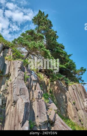 Un'abbondante pineta che si aggirano da una scogliera basaltica sul Balancing Rock Trail vicino a Tiverton Nova Scotia. Foto Stock