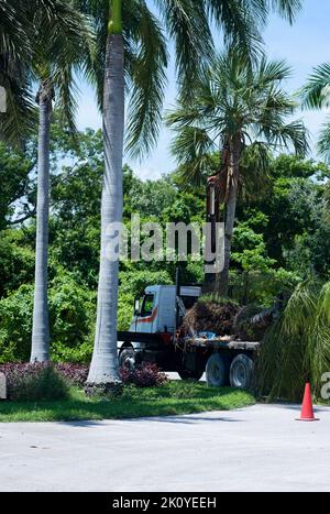 I giardinieri sollevano una palma con il braccio di una gru in un camion in Messico Foto Stock