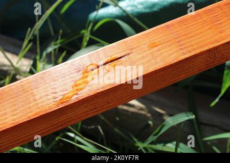 SAP che scorre da una crack in un pezzo macchiato di Lumber Foto Stock