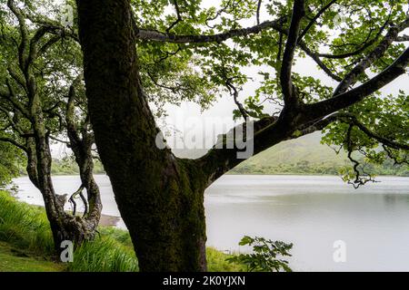 Pollacappul Lough è un lago della contea di Galway. Pollacappul Lough è situato ad ovest di Kylemore Lough, e a nord-ovest di Benbaun. Panoramica in Irlanda. Foto Stock