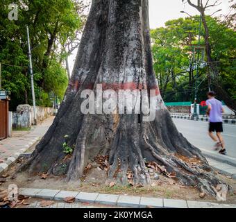 Aprile 13th 2022, Dehradun City Uttarakhand India. Un grande tronco di albero e radici di un albero nel mezzo di una strada a Rajpur area nella città di dehradun Foto Stock