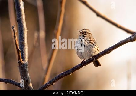 Passero piccolo brano arroccato su un ramo cantare Foto Stock