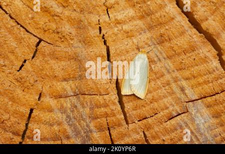 Footman a quattro puntini, Cybosia mesomella poggiante su legno Foto Stock
