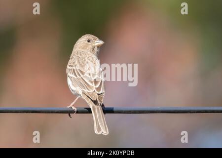 Piccola femmina casa finch appollaiata nel mio giardino su sfondo rosa sfocato Foto Stock