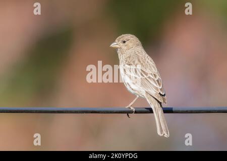 Piccola femmina casa finch appollaiata nel mio giardino su sfondo rosa sfocato Foto Stock