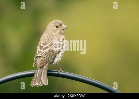 Piccola femmina casa finch appollaiata nel mio giardino su sfondo verde sfocato Foto Stock