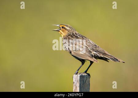 Blackbird femminile con alette rosse appollaiato su un palo di legno in una mattinata primaverile con sfondo sfocato e spazio di copia Foto Stock