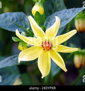 Bel fiore giallo dahlia nel giardino. Messa a fuoco morbida Foto Stock