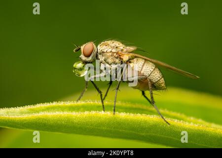 Volare bolla d'acqua soffiata per raffreddare la sua temperatura corporea su uno sfondo verde sfocato Foto Stock