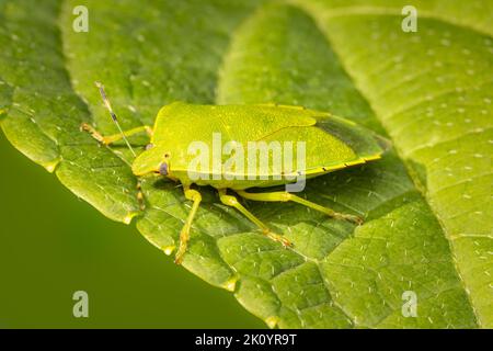 Piccolo bug verde stink poggiato su una foglia Foto Stock