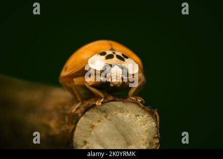 Piccolo ladybeetle appoggiato su un ramo con spazio copia su sfondo scuro Foto Stock