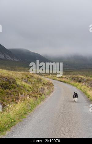 border collie sheepdog camminare sulla strada verso il vecchio uomo di hoy, isola di hoy, orkney, highlands scozzesi, regno unito Foto Stock