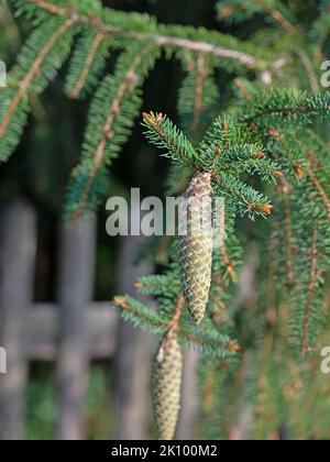 Coni verdi di abete rosso sull'albero Foto Stock