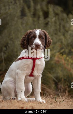 Ritratto di un adorabile cucciolo Springer Spaniel inglese seduto indossando imbracatura rossa nel giardino d'autunno Foto Stock