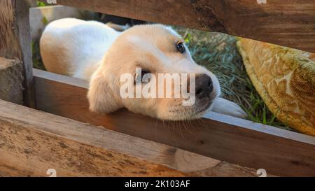 Little Dog si affaccia sulla recinzione giardino Foto Stock