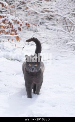 Un carino gatto chartreux a piedi nella foresta innevata Foto Stock