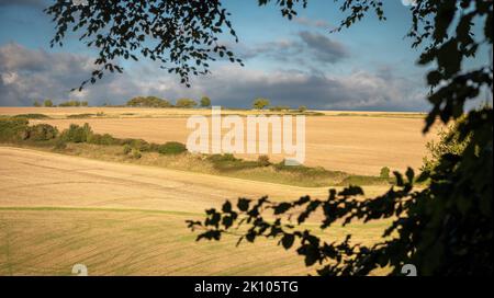 Vista sui campi nel tardo pomeriggio all'interno del South Downs National Park, West Sussex, Regno Unito Foto Stock